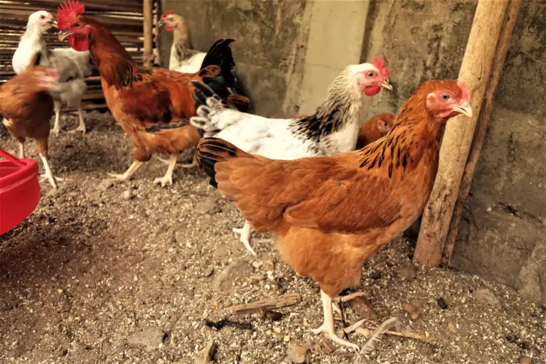 À Fada N’Gourma, 26 anciens militaires se forment à l’aviculture