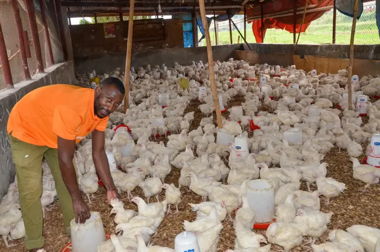 Au Burkina Faso, 516 aviculteurs reçoivent des kits de production