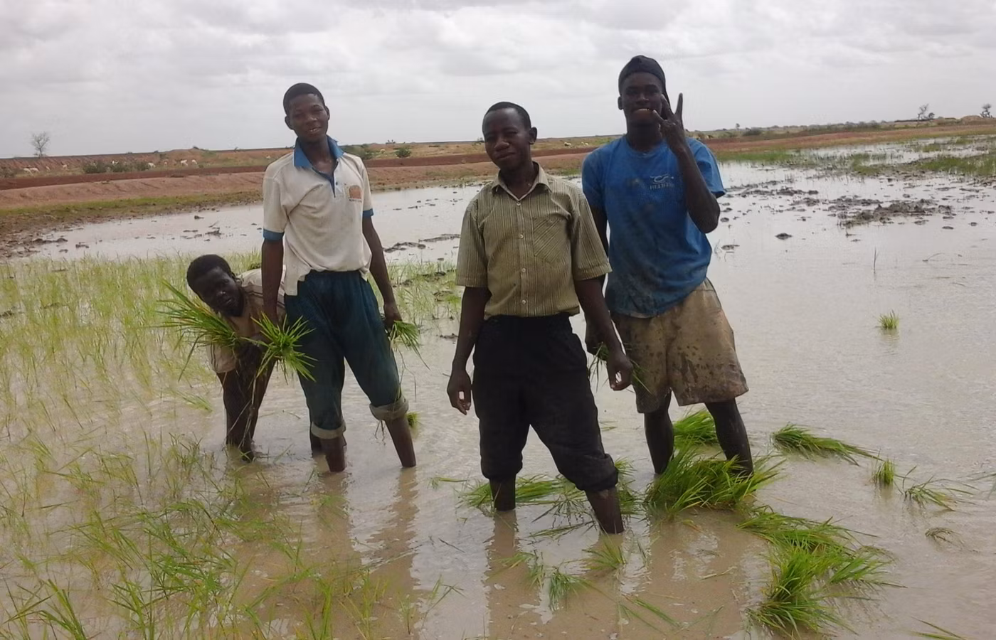 Le Burkina Faso mise sur huit riz précoces pour doubler les rendements