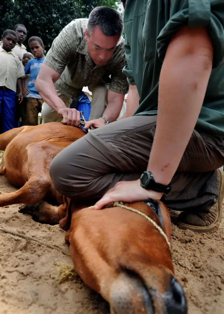 À Sanaba, plus de 11 000 animaux vaccinés en vingt jours