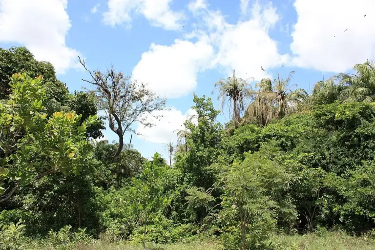 À Toma, une forêt de 20 hectares renaît derrière une clôture