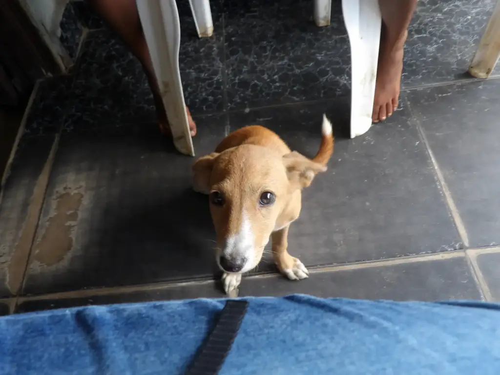 Un chien de village africain à l’extérieur