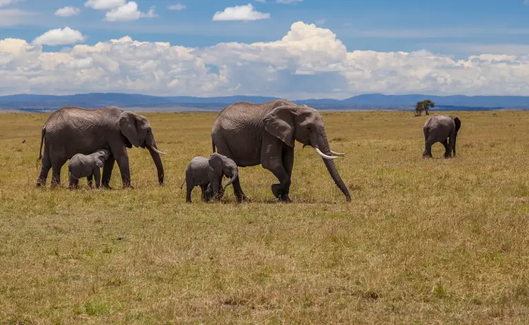 Le Kenya mobilise 160 millions de dollars pour protéger 17,3 millions d’hectares