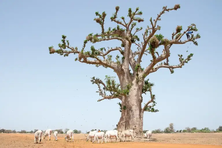 Mali, les marchés à bétail doivent rouvrir pour enrayer la hausse de la viande