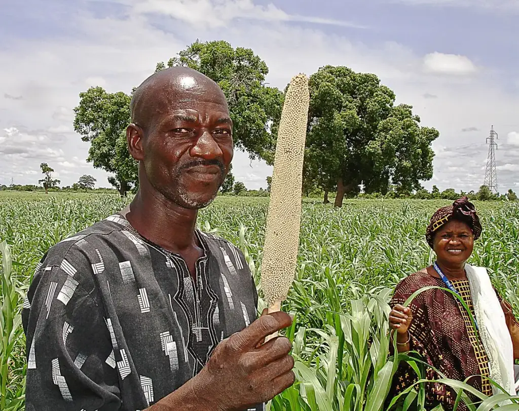 Un producteur de la coopérative Yereta-Ton avec du mil à Tingoni au Mali