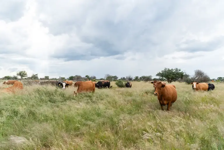 Namibie, la fièvre aphteuse gagne la région de Zambezi