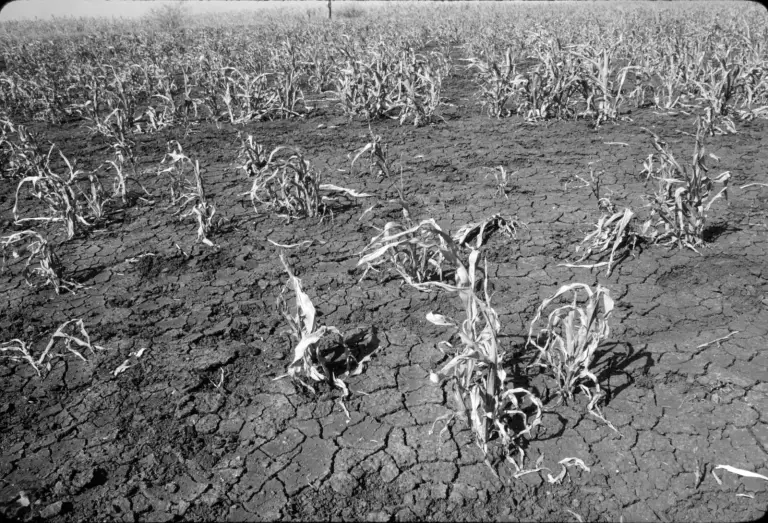 Au Soudan, la sécheresse fait remonter le risque de famine